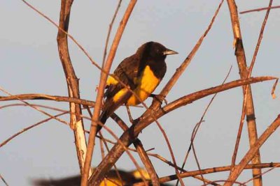 Yellow-rumped Marsh-bird. Photo © Stefan Lithner