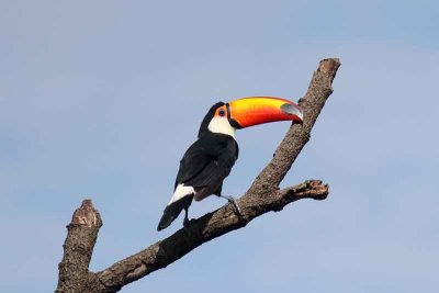 Toco Toucan. Photo © Stefan Lithner