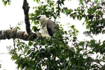 Harpy Eagle. Photo © Stefan Lithner