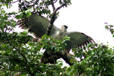 Harpy Eagle. Photo © Stefan Lithner