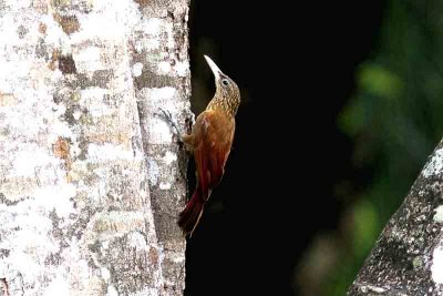 Buff-throated Woodcreeper . Photo © Stefan Lithner