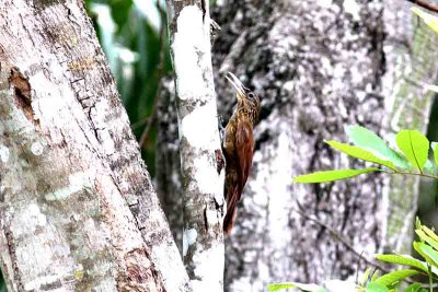 Buff-throated Woodcreeper. Photo © Stefan Lithner
