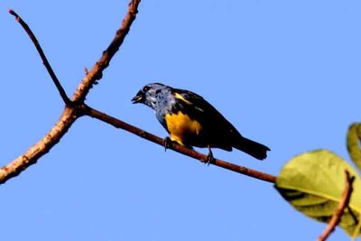 Turqouise Tanager . Photo © Stefan Lithner