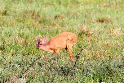 Red Brocket Deer. Photo  Stefan Lithner