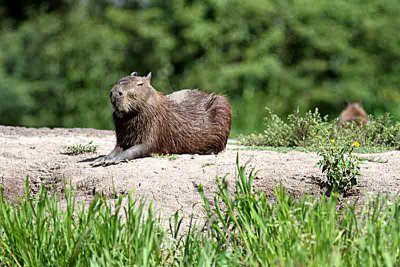 Capybara. Photo  Stefan Lithner