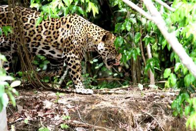 Jaguar male. Photo  Stefan Lithner