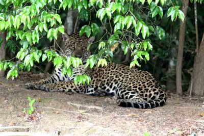 Jaguar  male. Photo  Stefan Lithner