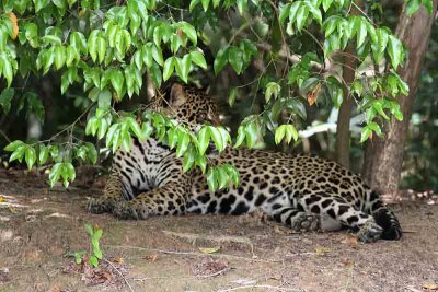 Jaguar male. Photo  Stefan Lithner