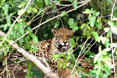 Jaguar female. Photo  Stefan Lithner