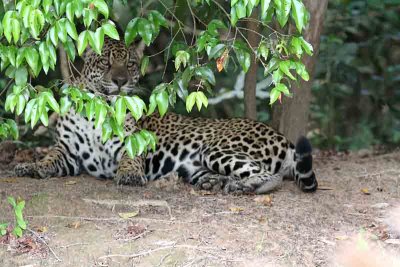 Jaguar male. Photo  Stefan Lithner