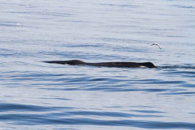Sperm Whale appearing. Photo  Stefan Lithner