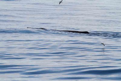 Sperm Whale; male with estimaded weight about 50 tons. Photo  Stefan Lithner