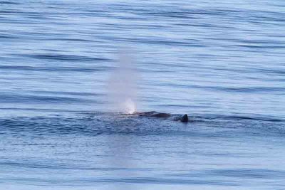 Sperm Whale; male blowing. Photo  Stefan Lithner