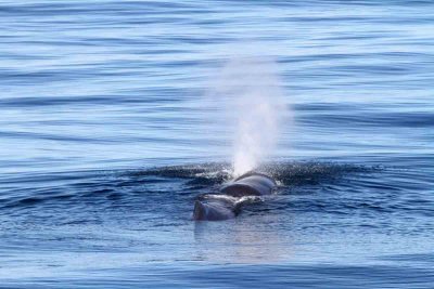 Sperm Whale; male; revealing species identity by left side frorward blow. Photo  Stefan Lithner