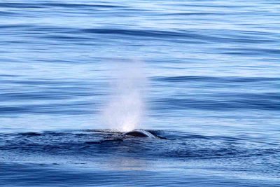 Sperm Whale male; blowing. Photo  Stefan Lithner 