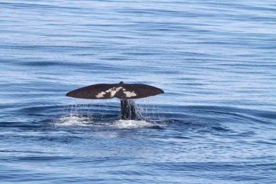 The larger individual (~ 50 tons) identified by tail pattern. Photo  Stefan Lithner