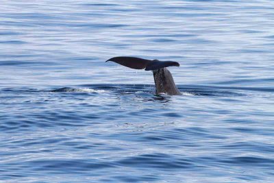 The smaller individual (~ 42 tons) identified by tail pattern. Photo  Stefan Lithner