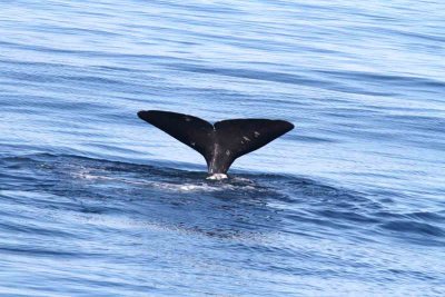 Sperm Whale male; smaller individual diving. Photo  Stefan Lithner