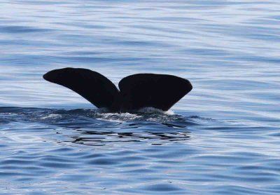 Giants at Sea