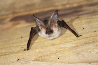 Target species: Mountain Long-eared Bat (Plecotus macrobullaris). Photo  Stefan Lithner.