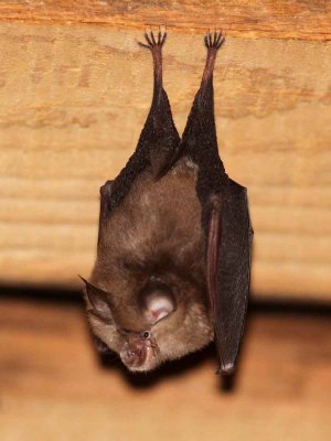 ... but also Lesser Horseshoe Bat (Rhinolophus hipposideros). Photo  Stefan Lithner.