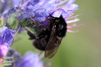 Bombus subterraneus (vallhumla) hus (Sk) Photo  Stefan Lithner