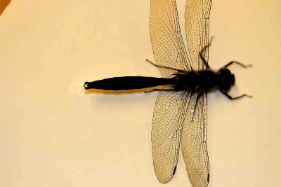 Somatochlora sahlbergi (tundratrollslnda) Pulsajrvi. 1:st male caught in Sweden (Tlpm). Photo  Stefan Lithner