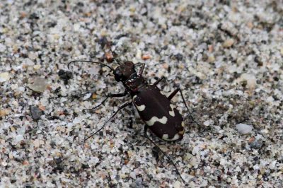 Cicindela maritima (strandsandjgare) Mjlln (Mpd). Photo  Stefan Lithner