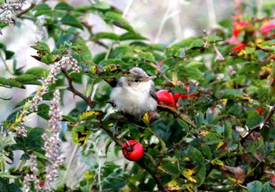 Olivaceous Warbler (Iduna pallida) (eksngare) Utklippan (Bl). Photo  Stefan Lithner