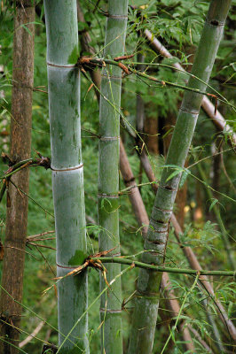 forest bamboo