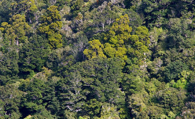 beech forest with Rimu