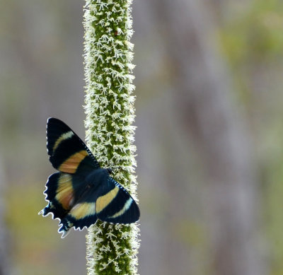 Zodiac Moth (Alcides metaurus) upperside