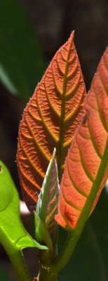 Red-leaf Fig (Ficus congesta)