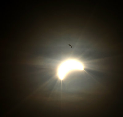 eclipse with bird