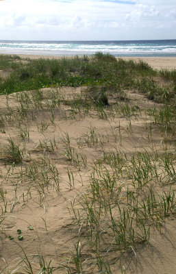 coastal sand dunes