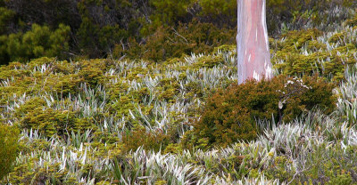 subalpine woodland