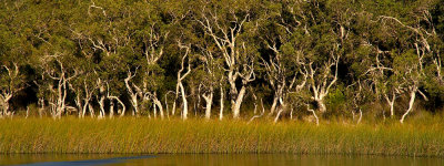 Lake Honeyeater