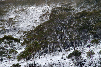 summer snow