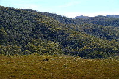 mixed vegetation