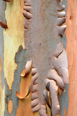 peeling bark