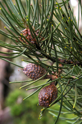 Mountain Needlewood (Hakea lissosperma)