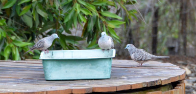 Peaceful Doves