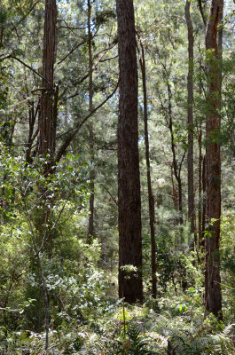 damp sclerophyll forest