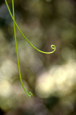 Austral Sarsparailla (Smilax australis) tendrils