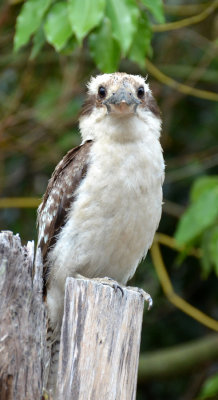 Laughing Kookaburra