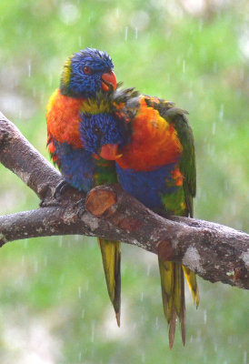 love in the rain