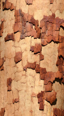 Lemon-scented Gum (Corymbia citriodora)