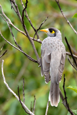 Noisy Miner