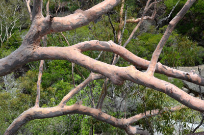 pink branches