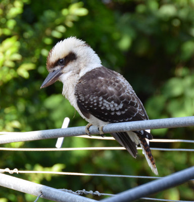 Laughing Kookaburra